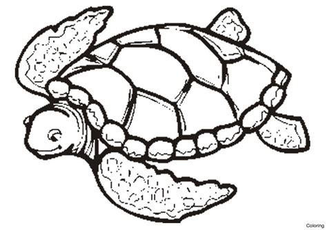 Detailed Turtle Coloring Pages at GetColorings.com | Free printable ...