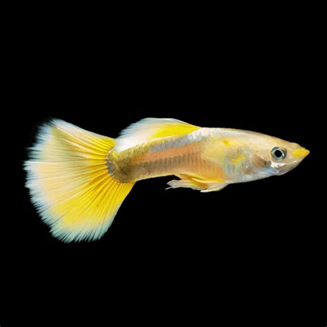 Golden Male Guppy Poecilia Reticulata 3cm Sims Tropical Fish