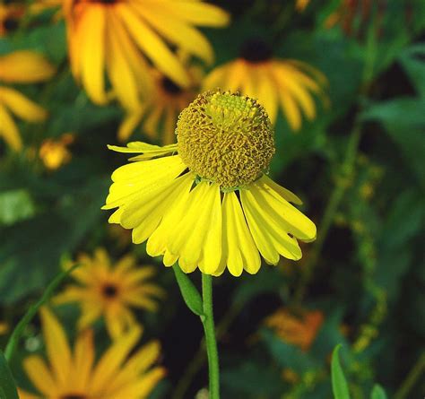 Helenium autumnale - Alchetron, The Free Social Encyclopedia