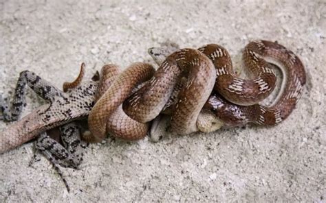 Snakes Eating Themselves: The Puzzling Phenomenon and What We Know ...