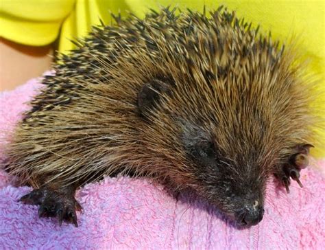 Hedgehogs Are Waking Up Pet Samaritans