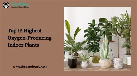 Top Highest Oxygen Producing Indoor Plants