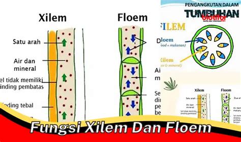 Pahami Fungsi Penting Xilem Dan Floem Pada Tumbuhan Biotifor