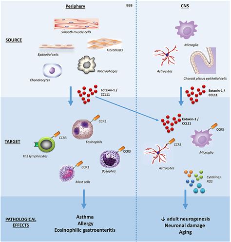 Frontiers Revisiting The Role Of Eotaxin Ccl In Psychiatric Disorders