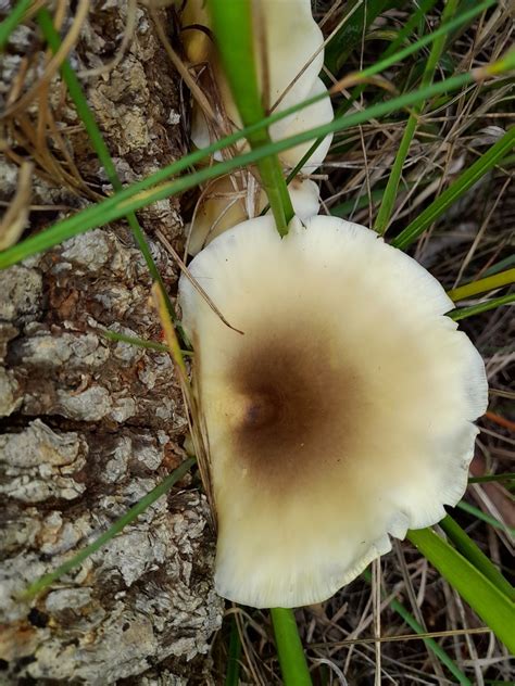 Ghost Fungus From F Picnic Point Nsw Australia On May