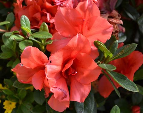 Encore Azaleas | Fairview Garden Center