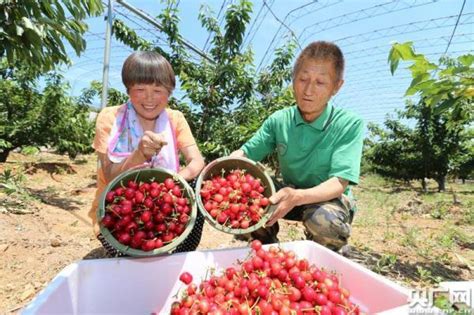 2019大連國際大櫻桃節開幕 帶動農民增收致富 每日頭條