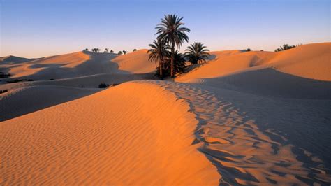 Desert Oasis Wallpaper - WallpaperSafari