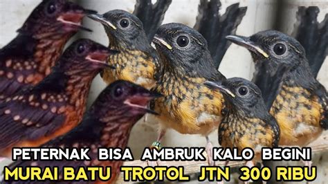 ADUH MURAI BATU TROTOL JTN 300 RIBU KALO SUDAH BEGINI DI PASAR