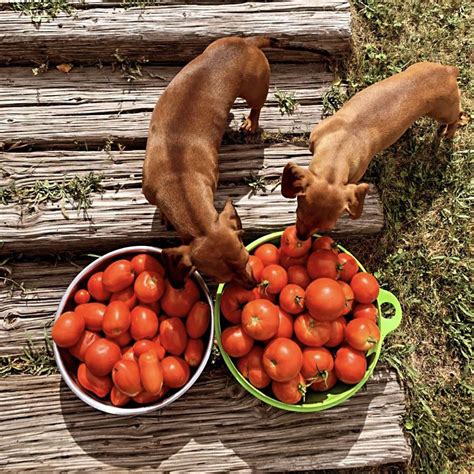 Looks Like Tomatoes Are Back On The Menu Rdachshund