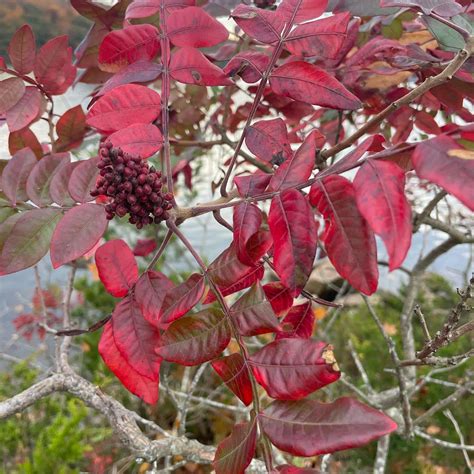 Rhus Copallinum Winged Sumac Eat The Planet