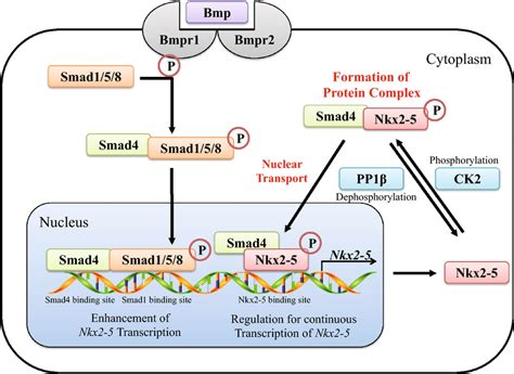 Schematic Of Smad4 Regulation Of Cardiac Specific Gene Expression And