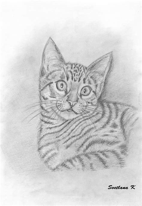 Tabby Cat On Behance