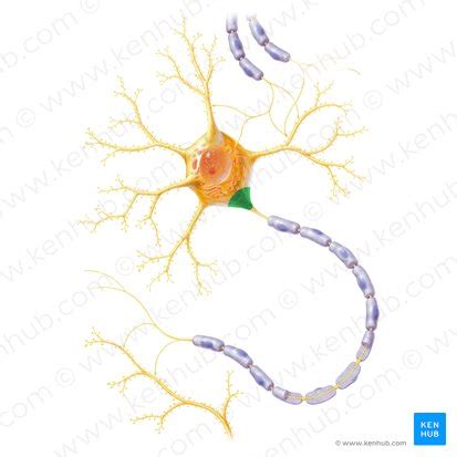 axon hillock anatomy  function kenhub