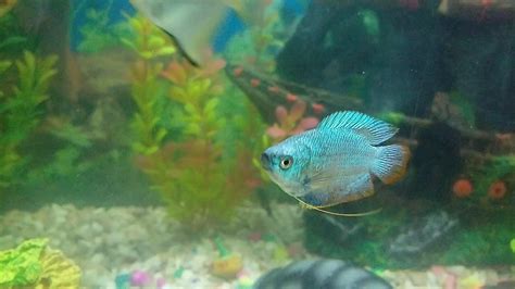 Neon Blue Dwarf Gourami Gourami S Community Tank Colisa Lalia Neon