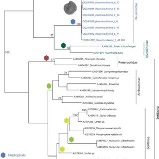 Phyml Phylogenetic Tree Based On The End Fragment Of The Ssu Rrna