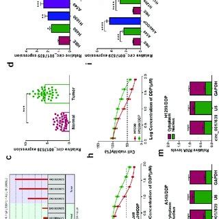 Circ Was Overexpressed In Ddp Resistant Nsclc Samples And