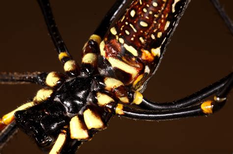 Female Spiders Produce Mating Plugs To Prevent Unwanted Sex From Males Smithsonian Insider