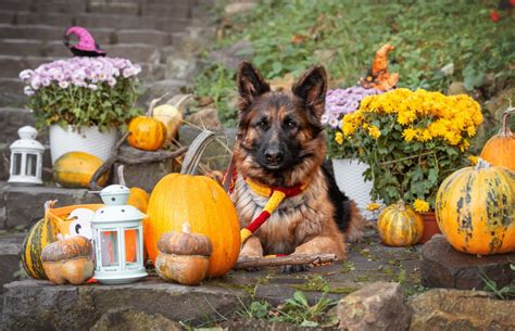 Hilarious German Shepherd Is Everyone Who Hates Scary Movies - Pet News