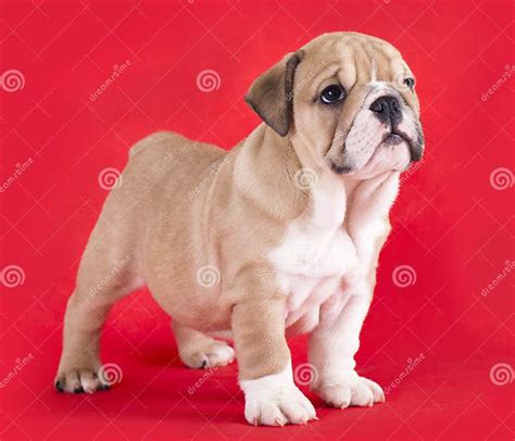 Puppy English Bulldog Stock Image Image Of Bull Clever 19991089