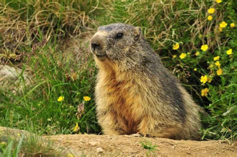 Gran Paradiso Le Marmotte Del Parco Tra Le Protagoniste Della