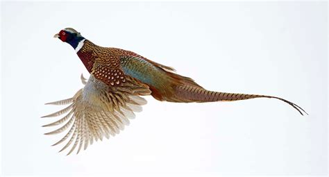 Points West Pheasant Flying Over Snow How I Got That Shot