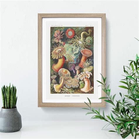 East Urban Home Sea Anemone Actiniae By Ernst Haeckel Picture Frame