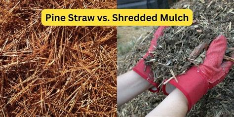 Pine Straw vs. Mulch