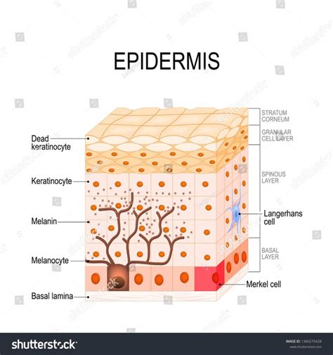 epidermis structure. Cell, and layers of a human skin. illustration for ...