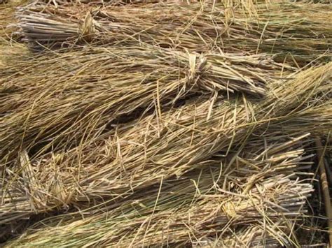 Management Of Rice Straw By Use Of Cleaner Technologies