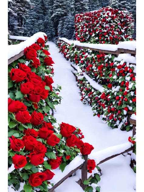 Red Roses Are Growing On The Side Of A Snow Covered Garden Wall With