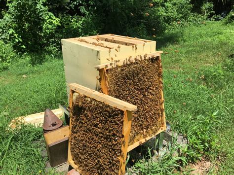 Layens Hive Maiden Voyage The Beekeeper S Corner