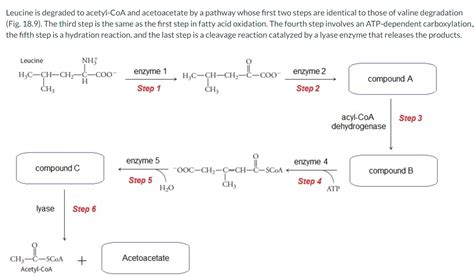 Solved Leucine Is Degraded To Acetyl Coa And Acetoacetate By Chegg