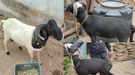 Recorded Rampuri Sheeps In Hyderabad Heavyweight Bakre Vilayati Sheep