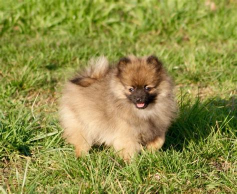 Chiot Spitz Allemand M Le Nain Teacup Fauve Orang Charbonn Lof Des