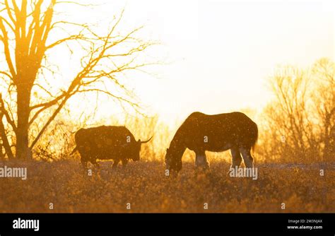 Clydesdale horse and highland cow silhouettes standing in an autumn ...