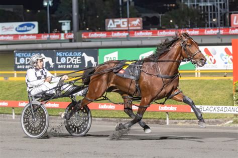 Leap To Fame Facing His Biggest Challenge Harnesslink