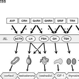 Simplified diagram of the hypophysiotrophic regulation of the secretion... | Download Scientific ...