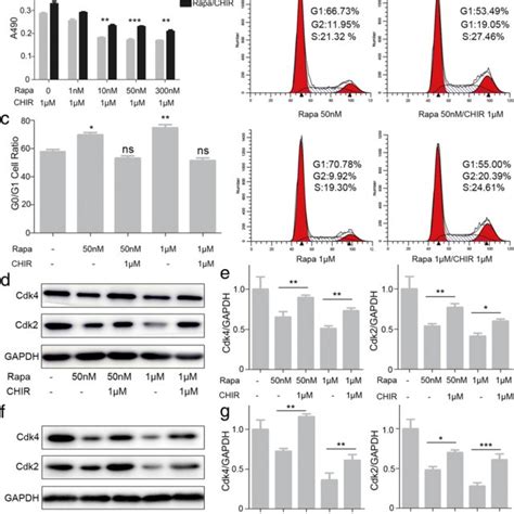 Effect Of Gsk3β Inhibitor Chir99021 On Autophagy Induced Cell Cycle