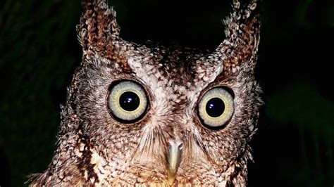 Eastern Screech Owl Sound Call Sound Voice Hooting And Other