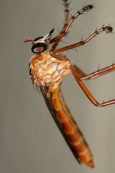 Robber Fly Diogmites Neoternatus Bugguide Net