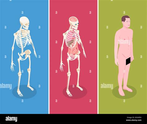 Two Male Skeletons Stock Vector Images Alamy