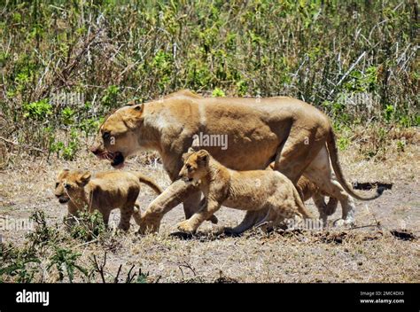 September Tanzania Nyabogati A Lioness Panthera Leo Walks