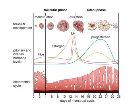 Neet Biology Human Reproduction Study Notes