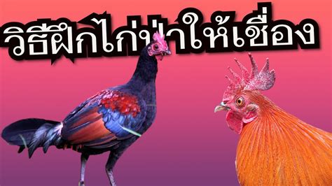 วิธีฝึกไก่ป่าแท้ให้เชื่อง คลิปนี้ความรู้เยอะมาก Youtube