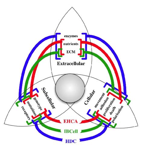 A Schematic Representation Of Bridging The Biological Scales