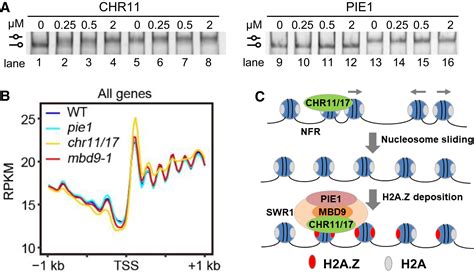 A Plantspecific SWR1 Chromatinremodeling Complex Couples Histone H2A