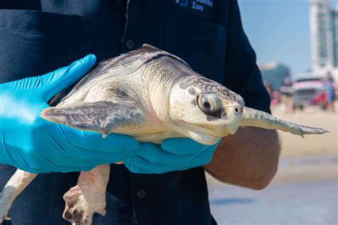 14 Kemp’s Ridley Sea Turtles Released into the Wild - The Houston Zoo