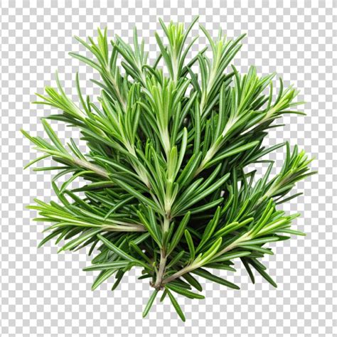 Premium Psd Rosemary Isolated On White Background