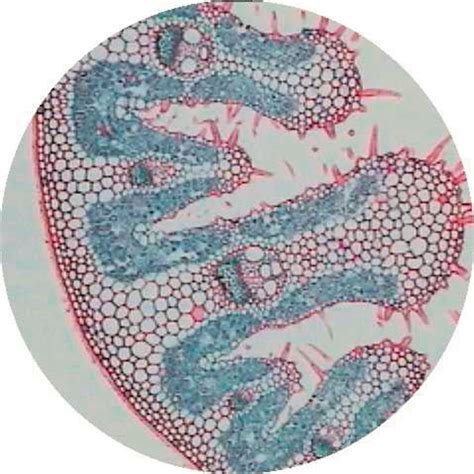 B8a12219 Philip Harris Prepared Microscope Slide Mesophytic Hydrophytic And Xerophytic Leaf